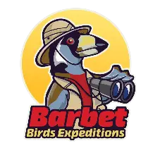 barbetbirds